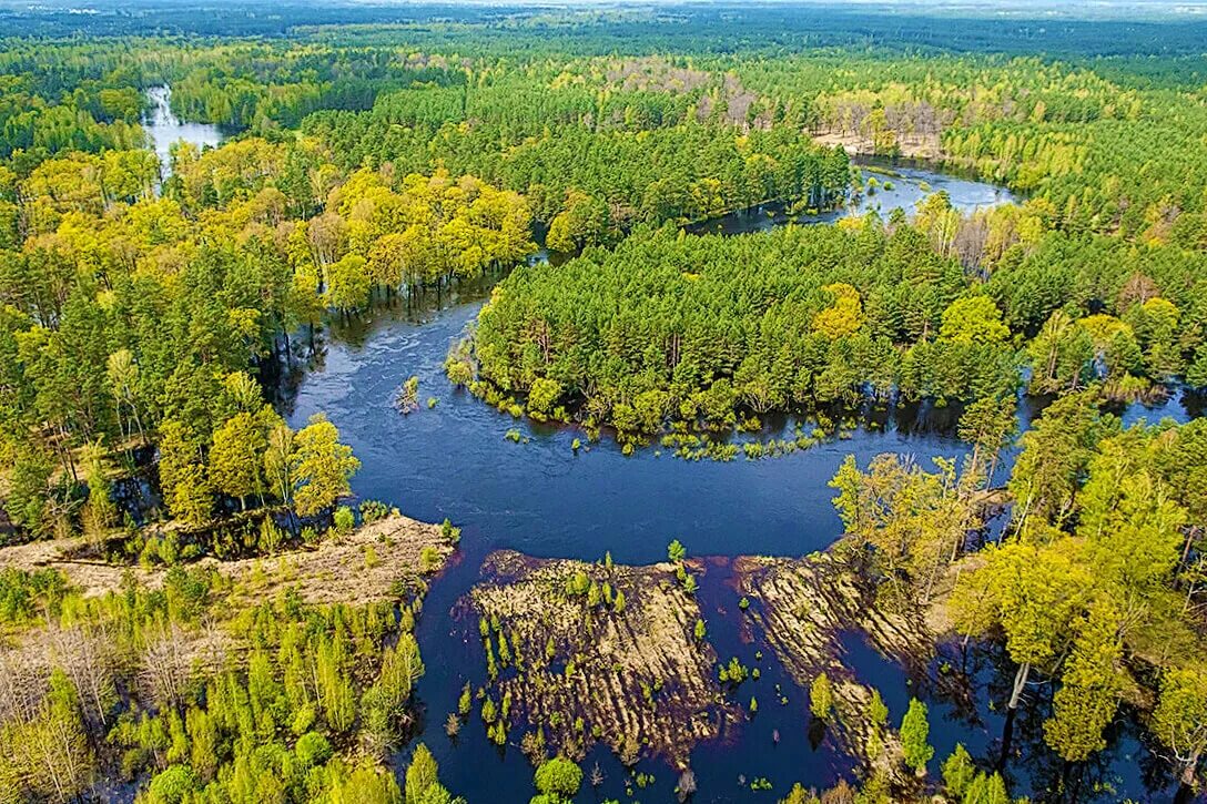 Гомельская область Припятский нац парк. Полесье заповедник в Беларуси. Резерват «Западное Полесье». Республиканский ландшафтный заказник Старица.