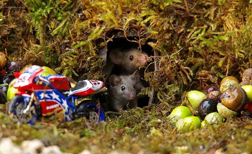 Сад мыши. Мыши в саду. Мыши в деревне. Мышиная деревня. Мыши в парке.