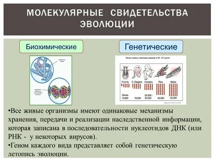 Генетические доказательства эволюции примеры