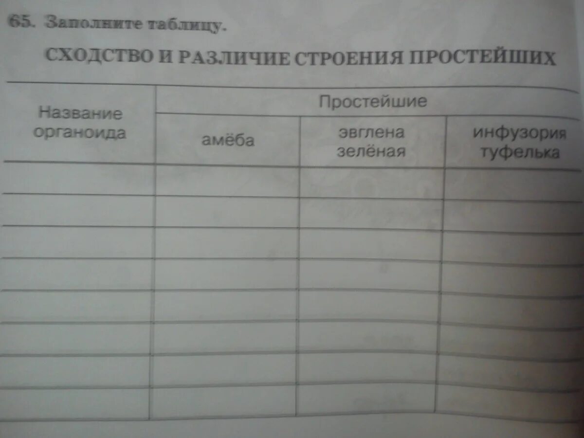 какие сходства и различия строения простейших?