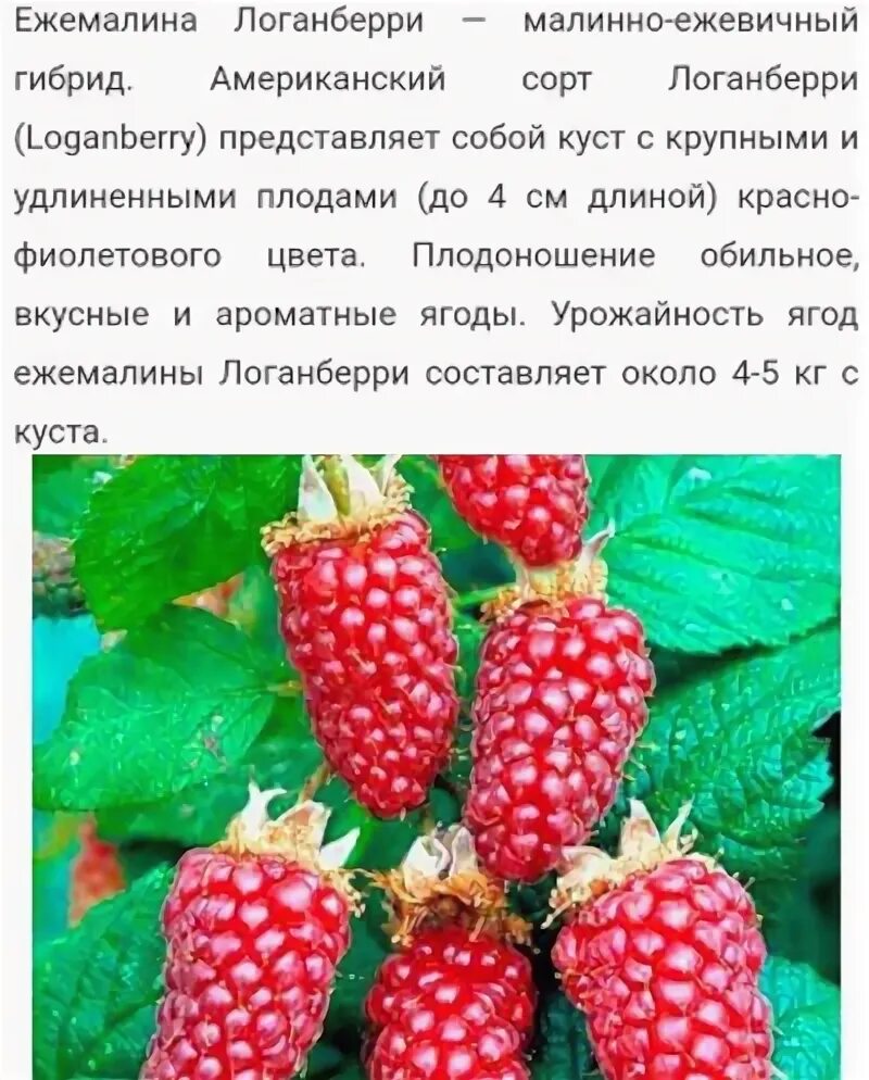 Малино-ежевичный гибрид сорт Логанберри Loganberry. Ежемалина (ежевика) Логанберри. Ежевика Логанберри описание. Ежемалина (ежевика) Логанберри описание. Ежемалина тайберри описание сорта фото отзывы садоводов