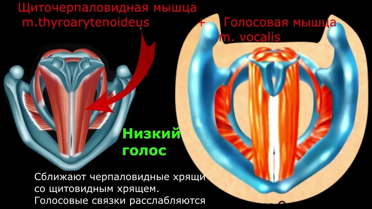 Голосовые связки анатомия. Несмыкание голосовых связок. Мышцы расслабляющие голосовые связки. Мышцы голосовых связок