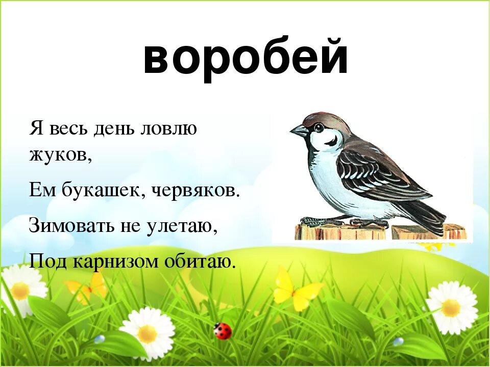 Загадка про воробья. Загадка про воробья для детей. Стих про воробья для детей. Загадка про воробья для дошкольников.