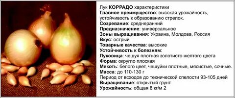 Лук трой описание сорта фото отзывы