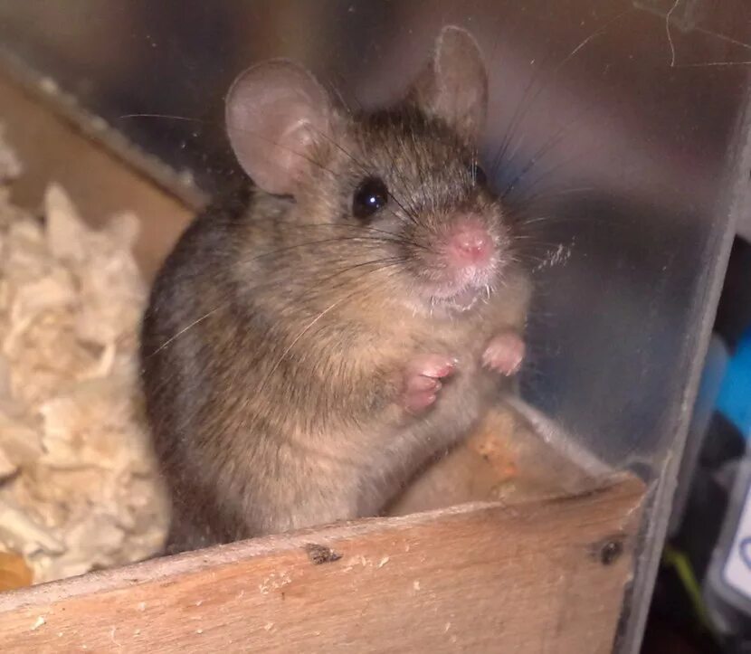 Экспериментатор поместил домовую мышь. Мышь домашняя. Декоративные мыши. Мышь домашняя фото. Мышонок декоративный.