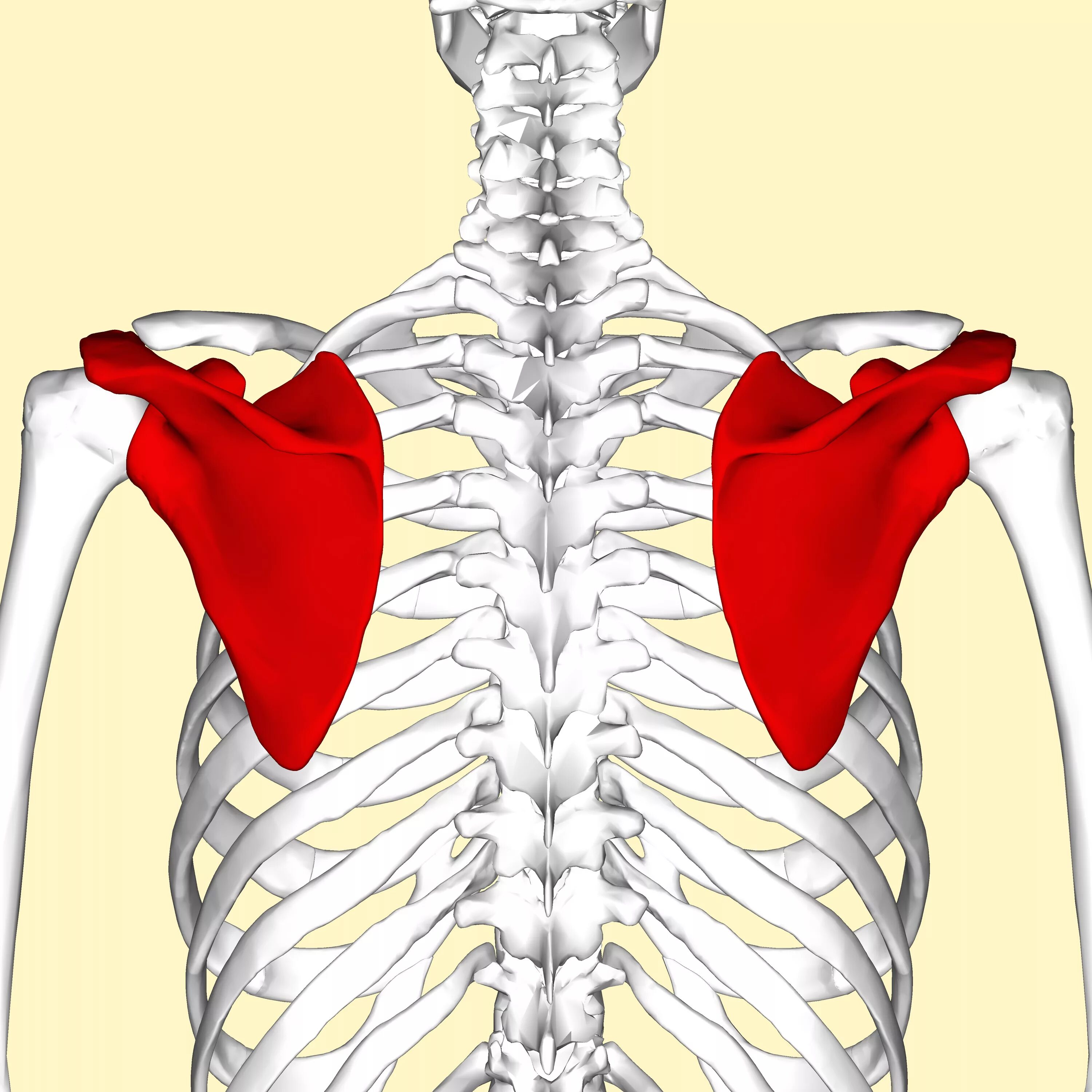 Лопатка кость человека на скелете. Лопатка scapula. Scapulothoracic Joint. Лопатка анатомия человека. Позвоночник и лопатки.