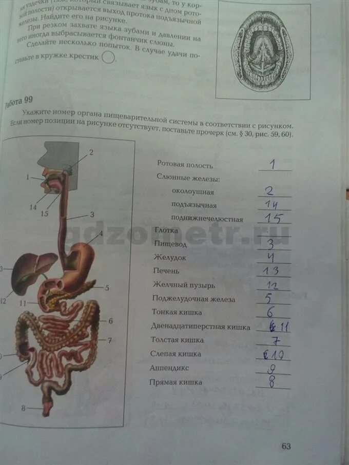 Биология 8 класс драгомилов органы пищеварения. Рабочая тетрадь по биологии органы пищеварения ответы. Рабочая тетрадь по биологии пищеварительная система. Вопросы по пищеварительной системе с ответами.