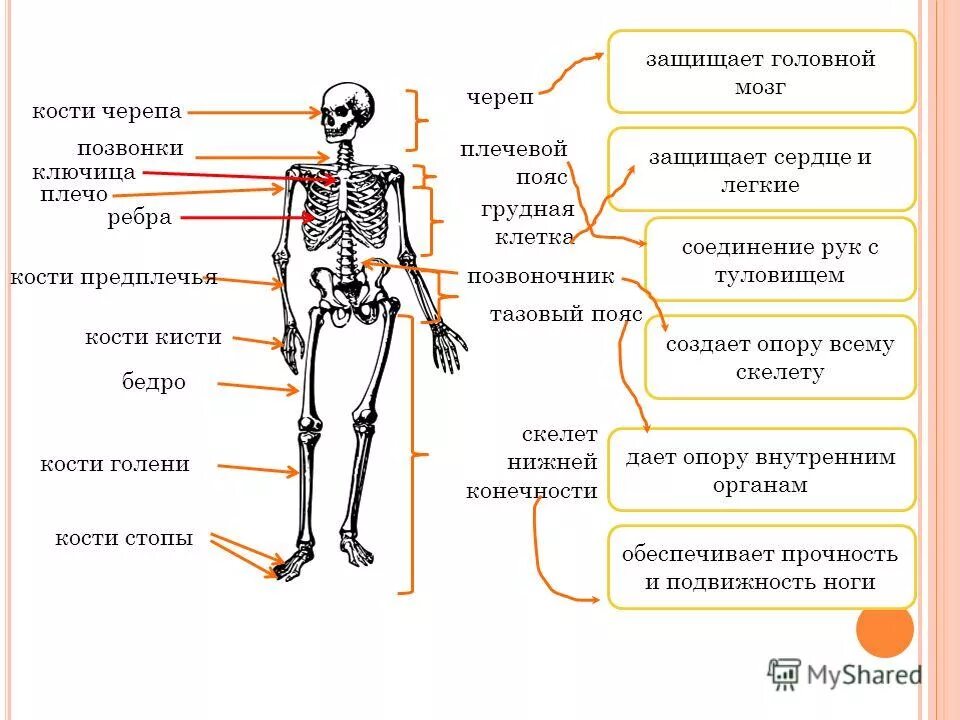 Кости человека 4 класс окружающий мир. Где находится пояс у человека. Кости позвоночника и плечо. Кости человека ВПР. Плечо бедро и головной мозг.