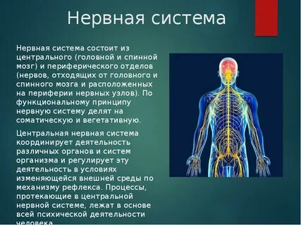 Конспект по нервной системе 9 класс