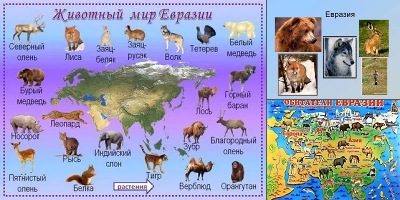 какие животные обитают в евразии
