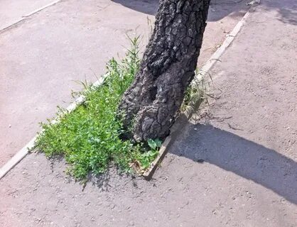 Деревья на асфальте