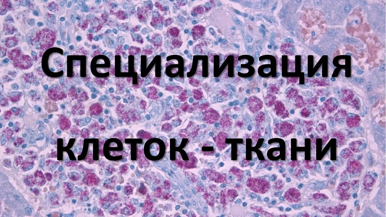 Видео биология 8 класс