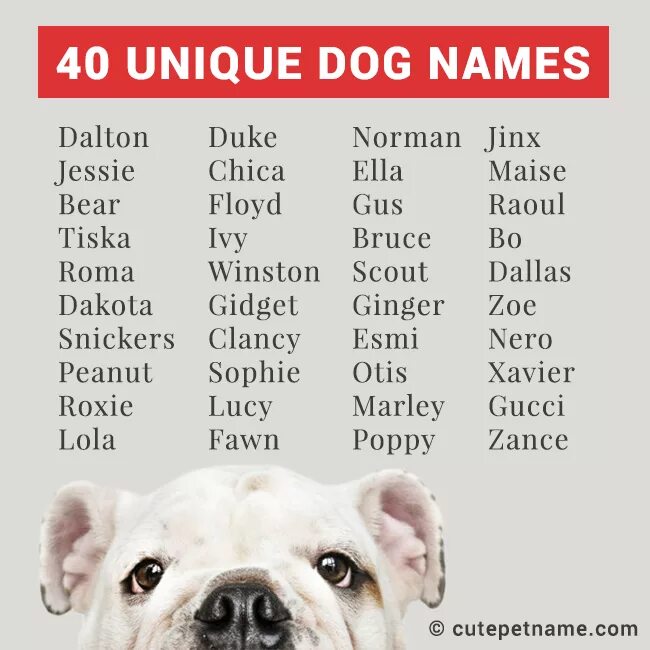 Dogs s names are. Собачьи имена. Клички для собак. Собачьи клички для девочек. Крутые имена для собак.