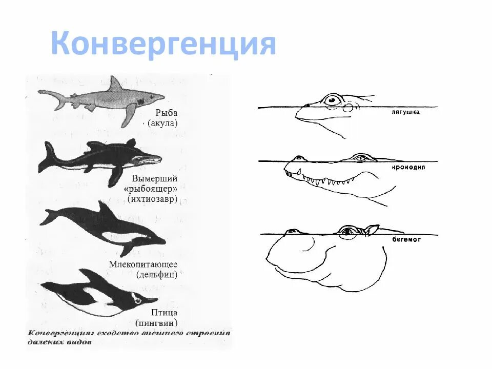 Конвергенция. Конвергенция акула Ихтиозавр Дельфин. Конвергенция примеры. Конвергенция схема. Тип конвергенции
