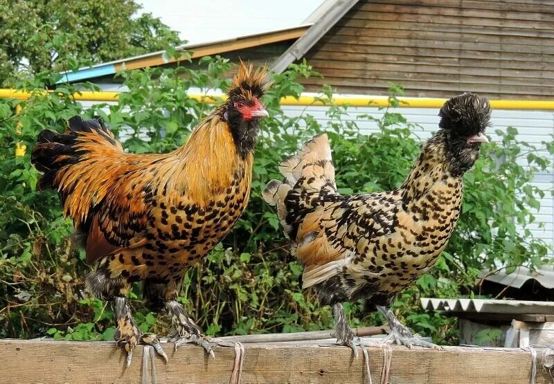 павловская золотистая порода кур. павловская порода кур. павловское золото куры описание. курица павловская золотистая. павловское золото порода кур.