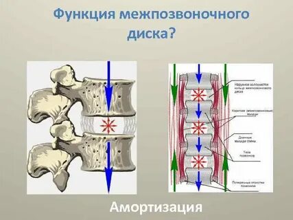 Межпозвоночная диск что это