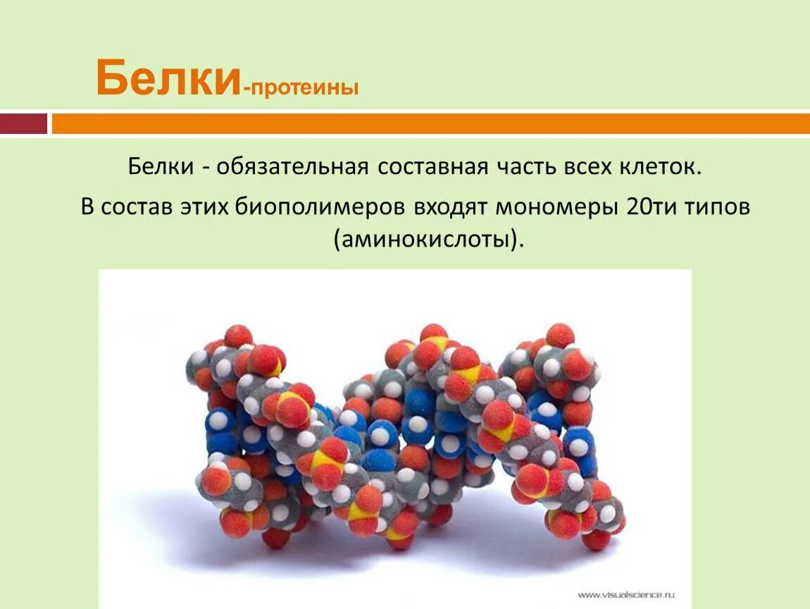 Какое вещество является мономером белка