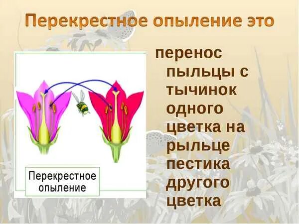Типы опыления покрытосеменных. Типы опыления цветковых растений. цветение и опыление растений. перекрестное опыление цветка. перекрестное опыление осуществляется.