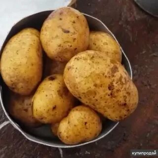 Картофель чувашия