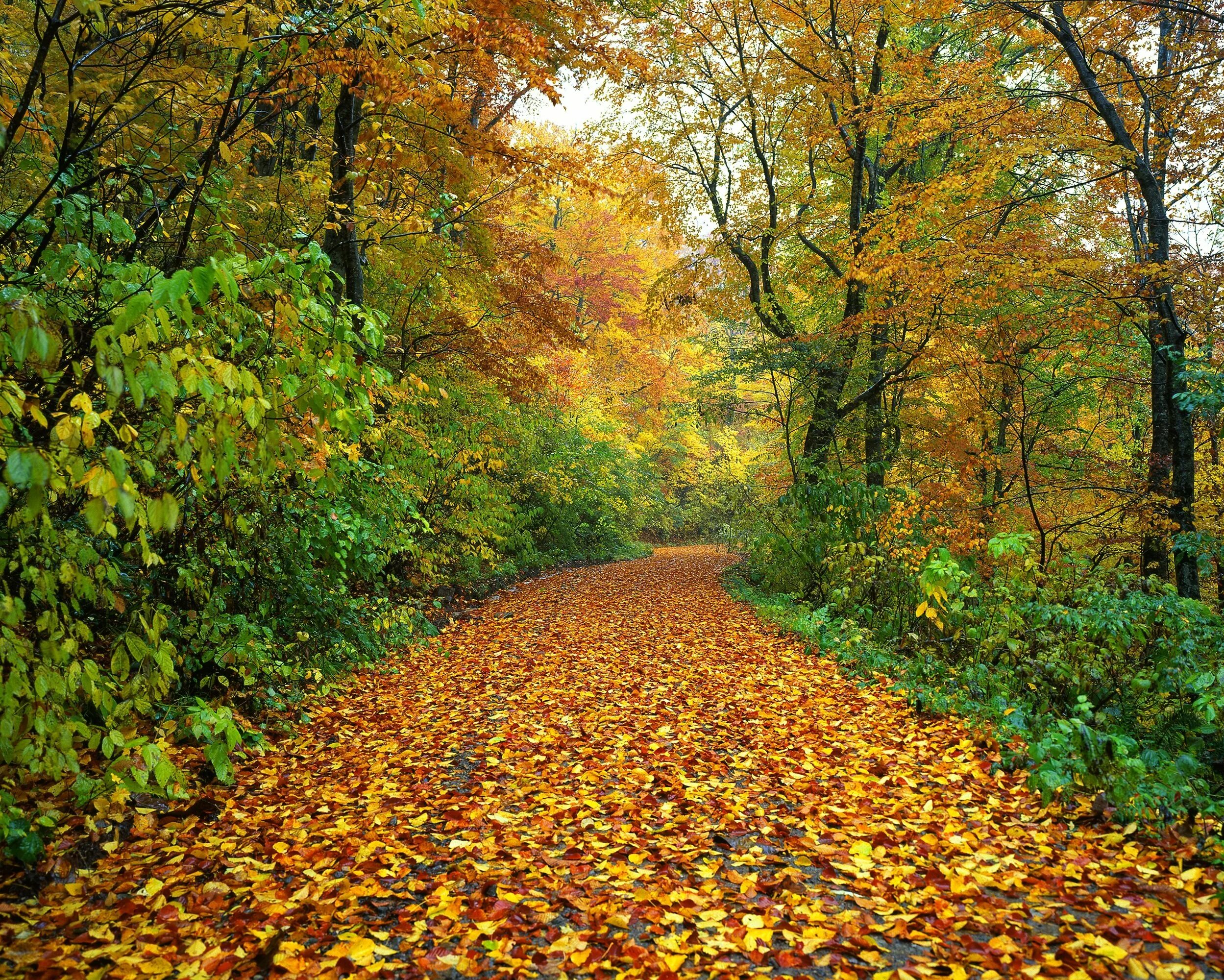 Наступил сентябрь наступила осень. Осень опавшие листья. Опавшие листья в лесу. Опавшая листва. Листва осенью.