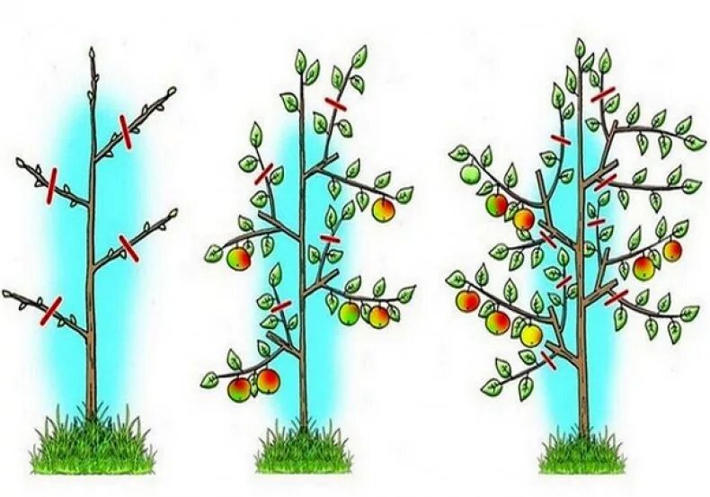 Обрезка молодых яблонь для начинающих. Обрезка плодовых деревьев яблонь. Схема обрезки плодовых деревьев. Обрезка деревьев яблони весной. Обрезка яблони весной.
