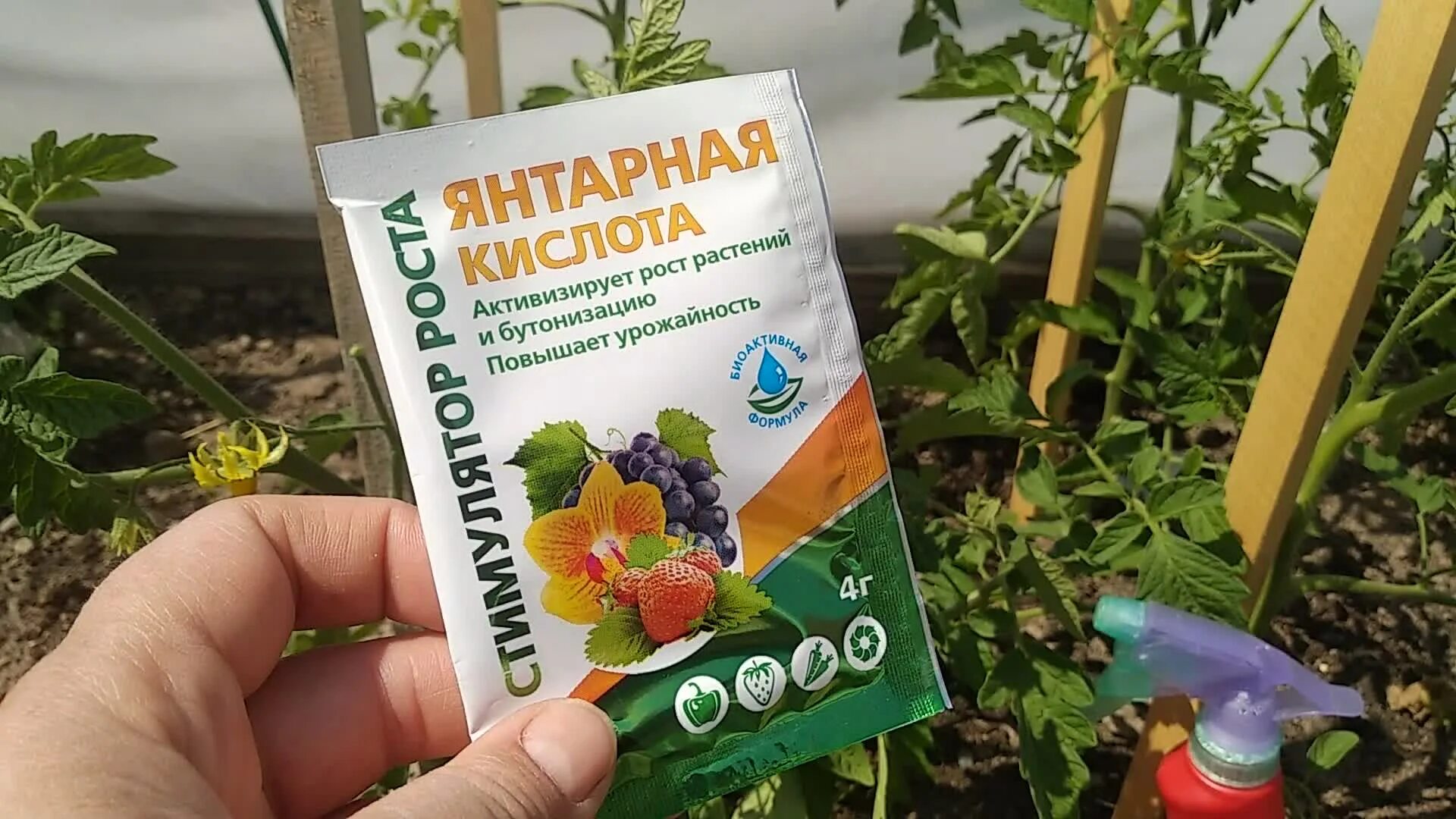 Регулятор роста янтарин 100 мл. Янтарная кислота для рассады. Янтарная кислота для полива. Янтарная кислота для полива. Янтарная кислота 5г (порошок).