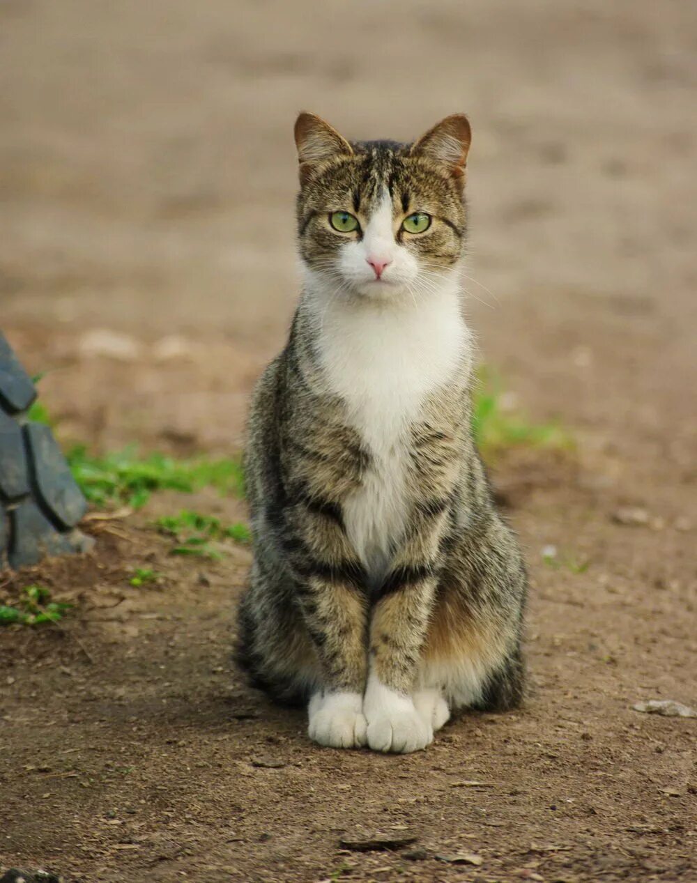 Кот сидит смотрит