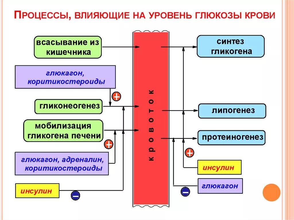 Как влияет уровень. Что влияет на уровень глюкозы в крови. факторы влияющие на уровень глюкозы. факторы влияющие на уровень сахара в крови. гормоны влияющие на уровень глюкозы.