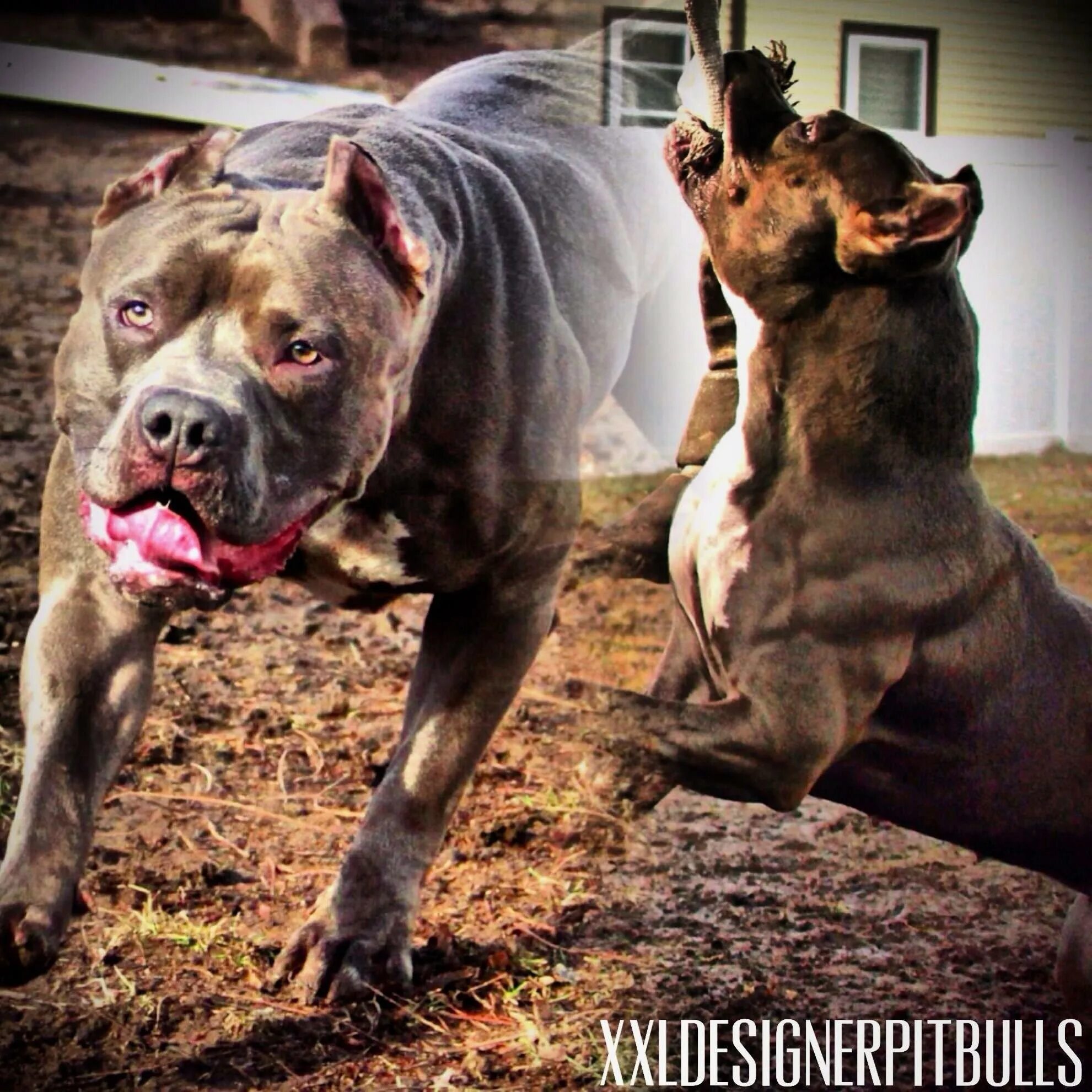 Бои собак питбуль. Бои собак питбуль. Американский питбуль триер собачйи бол. Бои собак питбуль. Американский питбультерьер собачьи бои с.