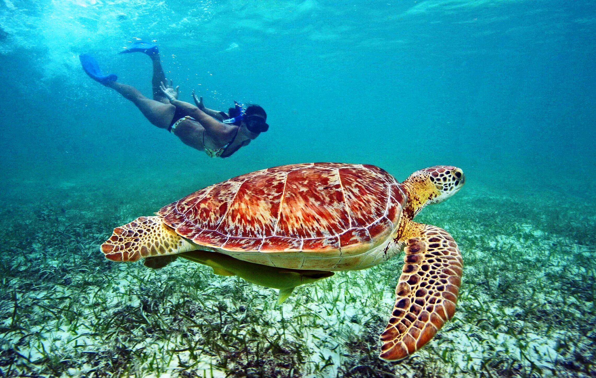 Черепаший пляж шри. Акумаль Мексика черепахи. Хиккадува черепахи. Хиккадува Шри Ланка черепахи. Хиккадува Шри Ланка снорклинг.