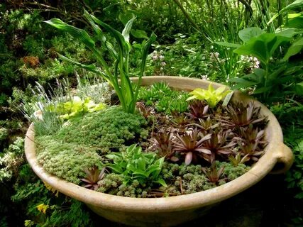 Only plants