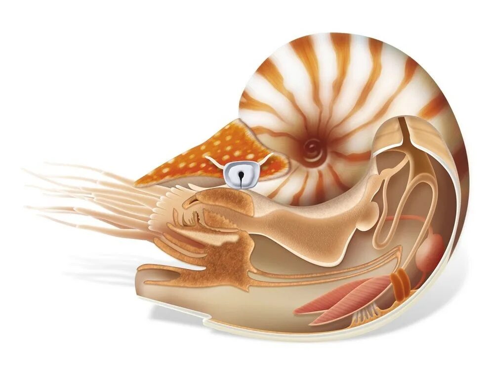 Тело моллюска заключено в. Головоногие моллюски Наутилус. Наутилус Помпилиус моллюск строение. Наутилус анатомия. Моллюск - Наутилус анатомия.