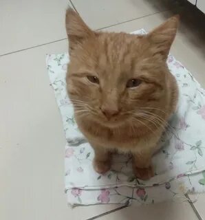 Коты челны