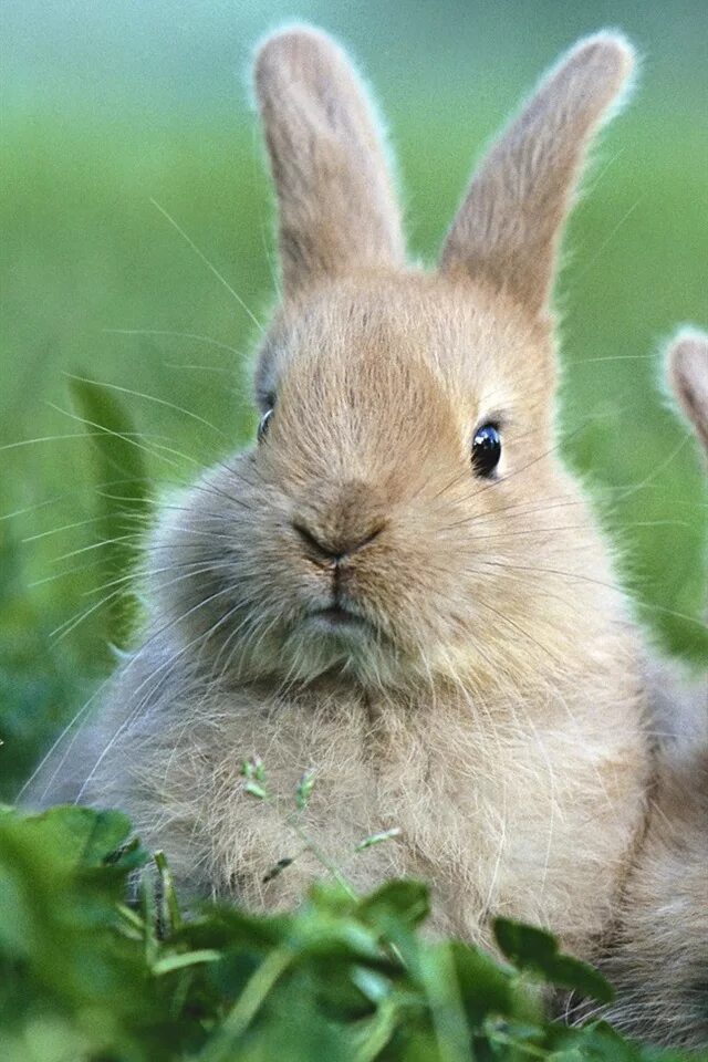 Rabbit live. Rabbit live