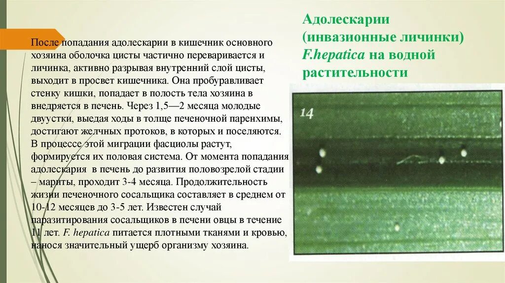 Инвазионная личинка. Инвазионная личинка. Личиночные стадии аскариды человеческой. Ценур личиночная стадия. Инвазионная личинка.