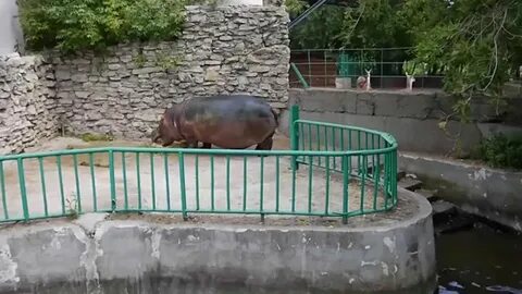 Бегемот казань