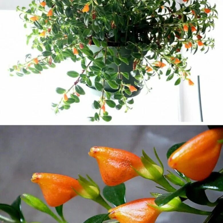 Columnea plant Goldfish plant, Plants, Planting flowers