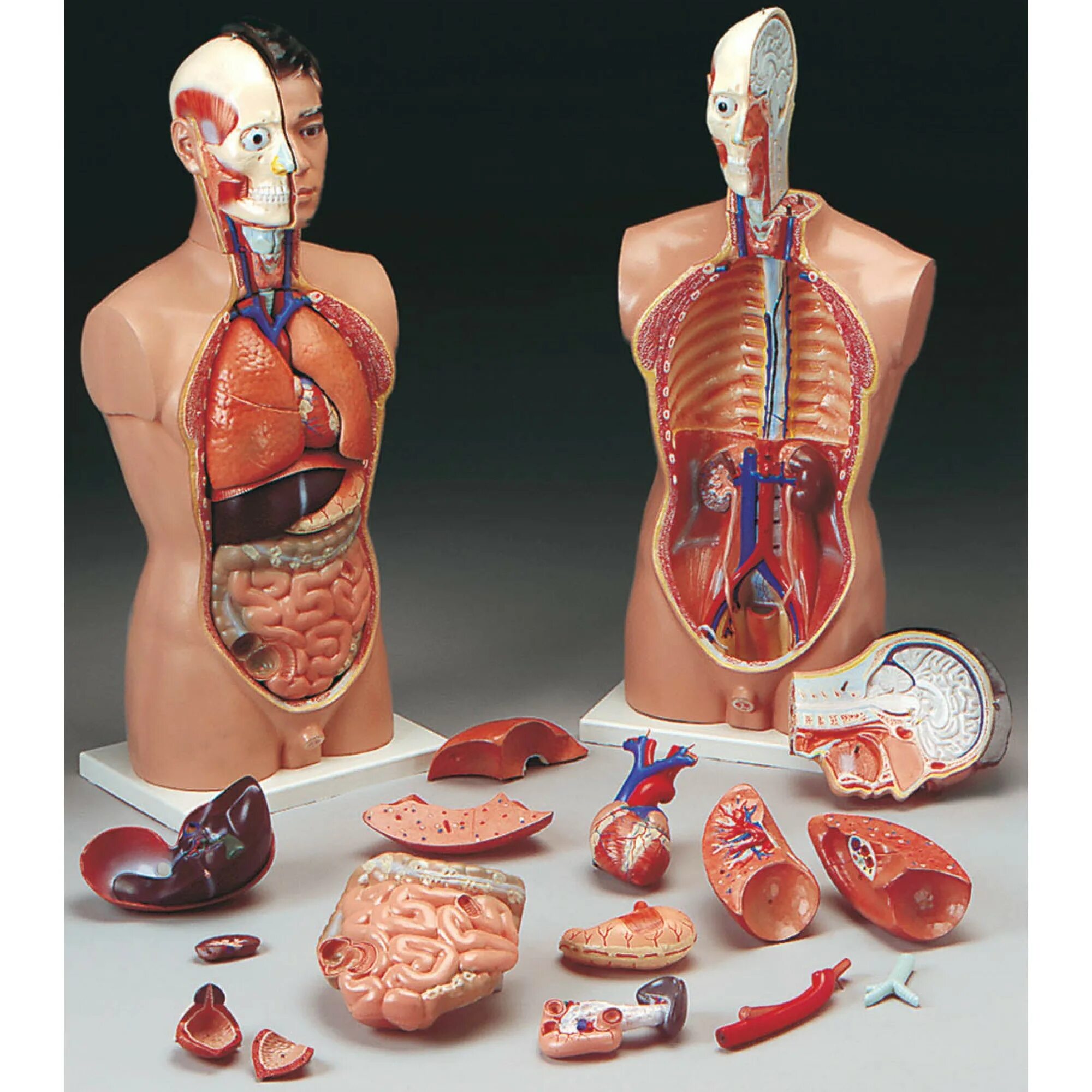 Модель органов человека. Макет человека с органами. Анатомический муляж человека. Муляжи внутренних органов.
