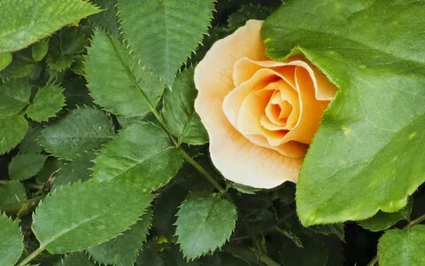 Rose leaves