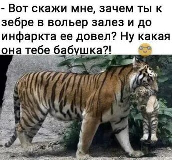 Зачем полез я в пусси песня текст