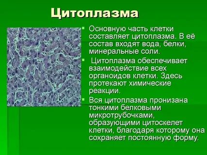 Цитоплазма передает наследственную информацию