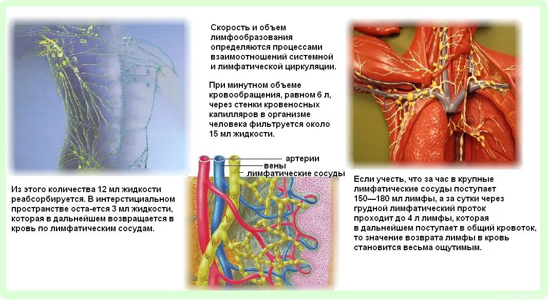 Возврат жидкости в кровеносную систему. Лимфатические сосуды человека. Лимфа человека анатомия. Лимфатическая система человека анатомия движение лимфы. Лимфатическая система лимфатические сосуды и узлы.