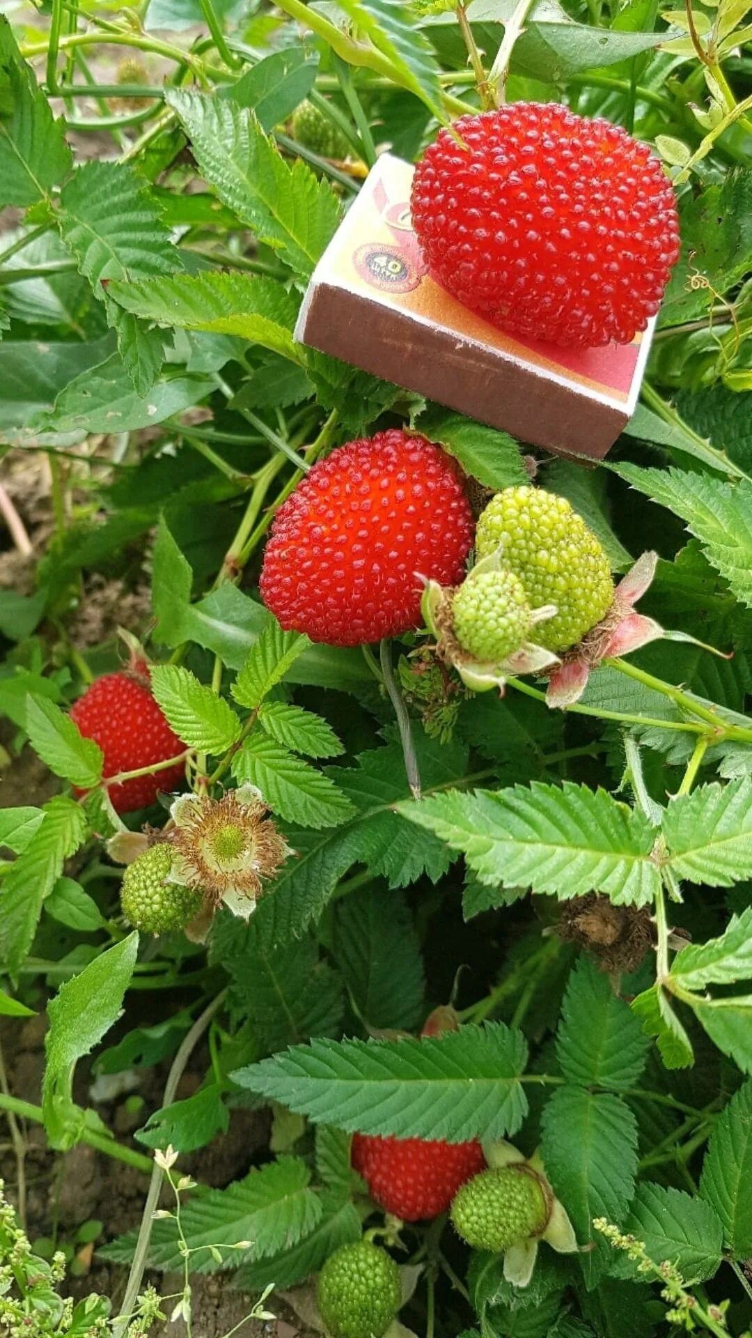 Норвежская малина земляничная. Гибрид малины и земляники. Малина земляничная "тибетская розолистная малина". Гибриды земляники. Гибриды земляники.