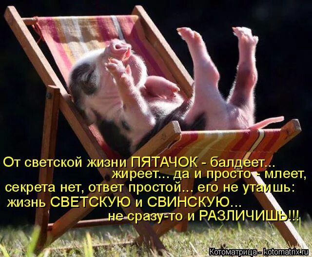 винни пух и пятачок стреляй. шутки про винни пуха. злой пятачок. пятачок. преуоколы про вини пуха.