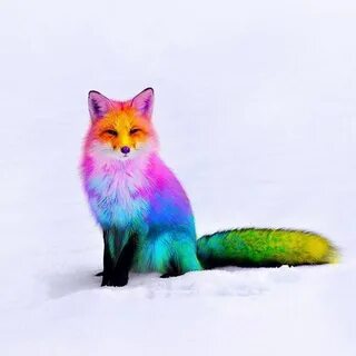 Красивые яркие животные