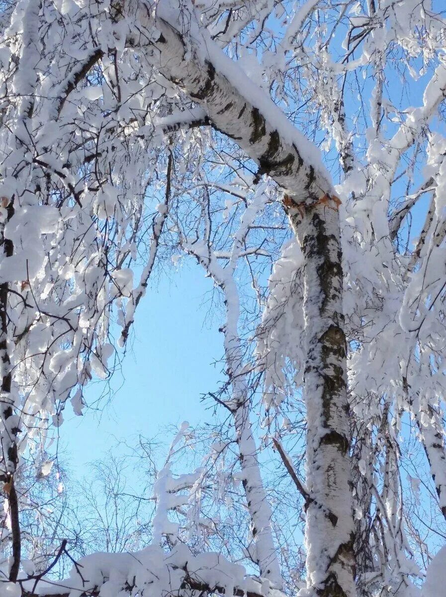 Береза зимой. Волшебное зимнее дерево. Иней блестел и осыпался с берез. Береза зимой. Составить предложения из слов жесткие и ветры колючие в.