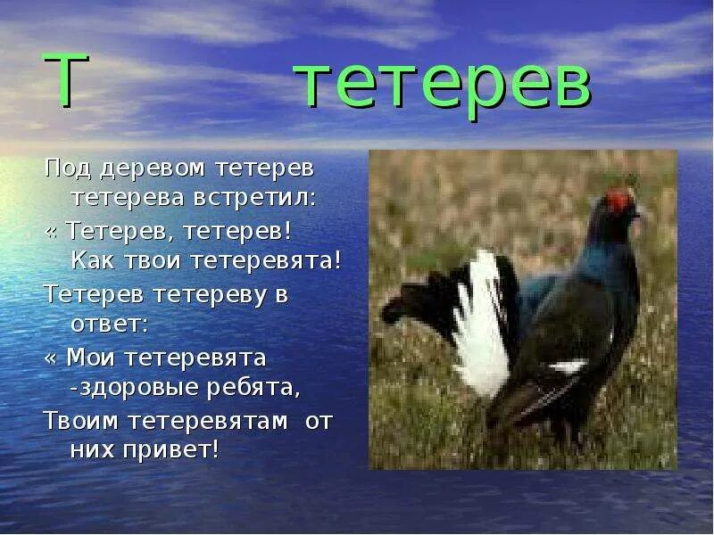 Как говорит тетерев. Тетерев описание для детей. доклад про тетерева. тетерев птица описание. под деревом тетерев тетерева.