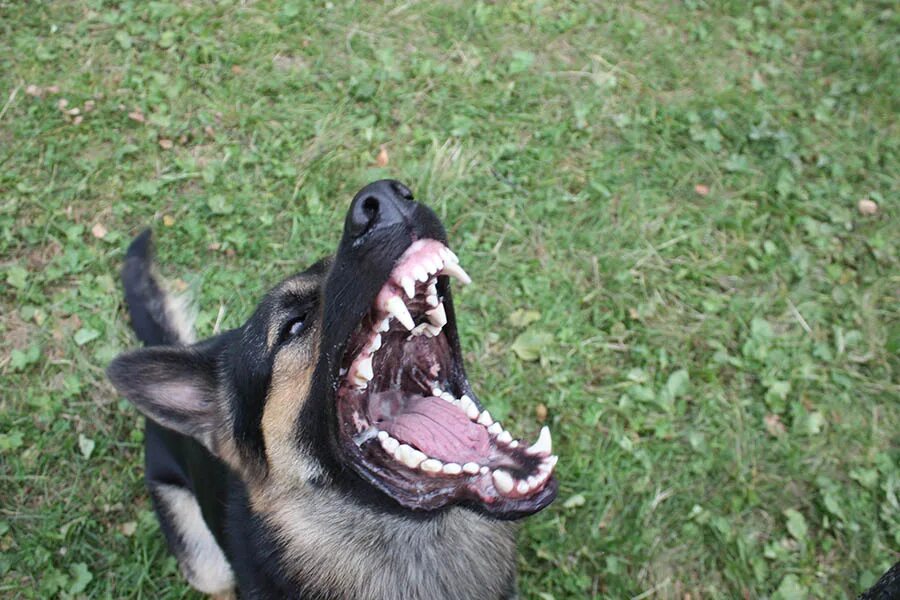 Злая собака. Волкособ оскал. Овчарка малинуа оскал. Бельгийская овчарка малинуа оскал. Кане корсо пасть.