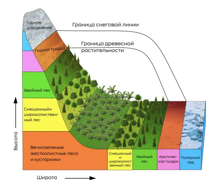 Природные зоны ВЫСОТНОЙ поясности. Высотная поясность географический пояс. Широтная зональность и Высотная поясность. Зоны ВЫСОТНОЙ поясности в России. Закономерность размещения растительного покрова на земном шаре