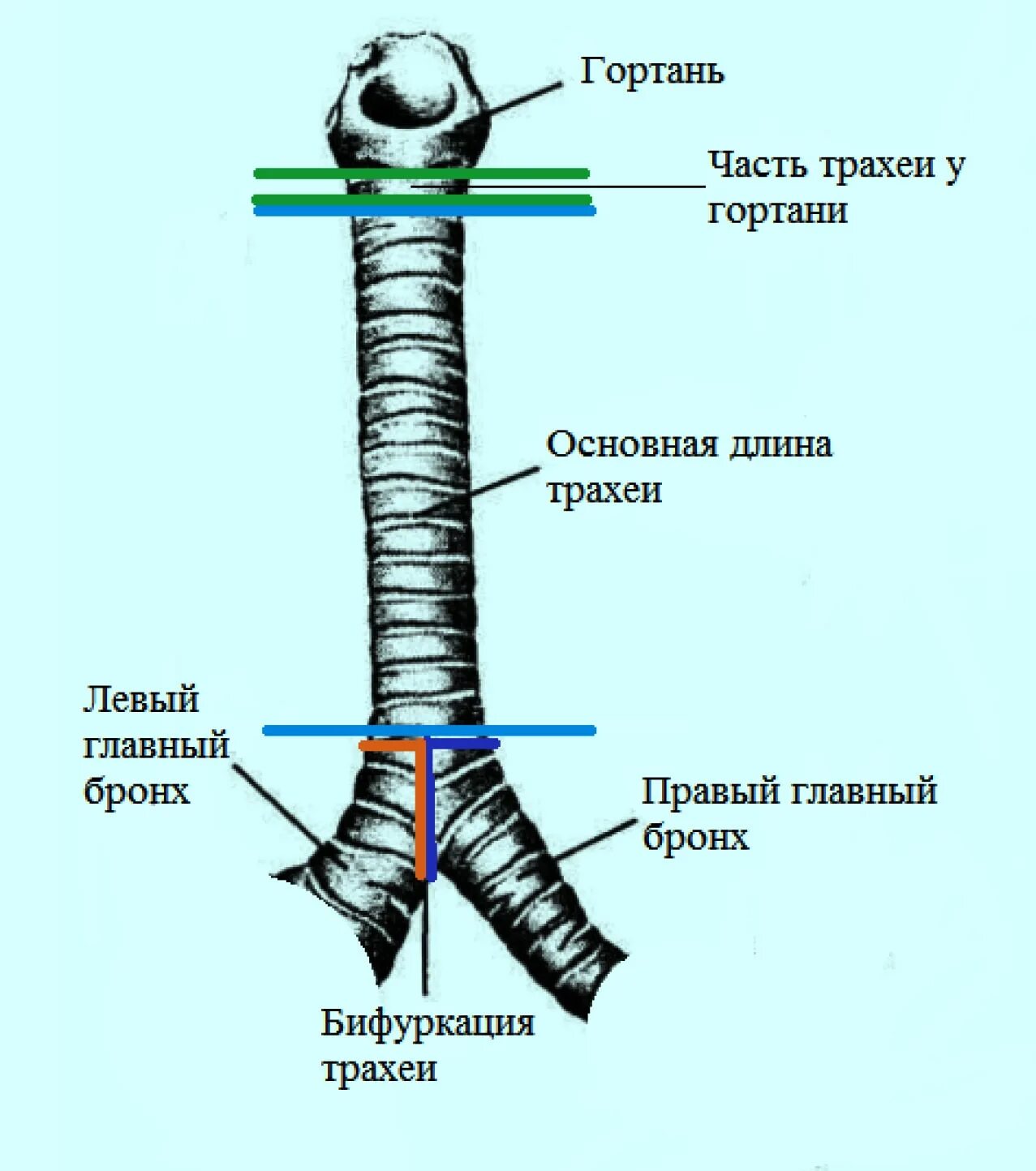 Картинки по запросу трахея анатомия Анатомия, Картинки